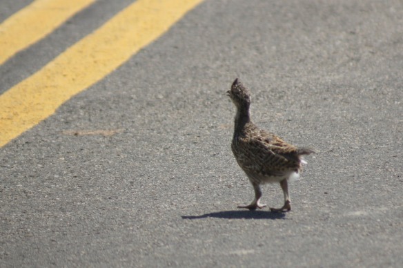 Baby Blue Grouse crossing the road
